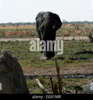 Big bull dell' elefante africano a dritto verso di noi con un branco di Impala antilope dietro di lui su pianure africane Foto Stock