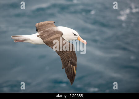 Nero brow albatross in volo su ocean Foto Stock