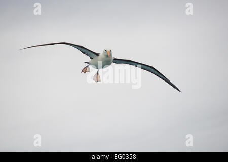 Nero brow albatross in volo, nel sud dell'Oceano Atlantico Foto Stock