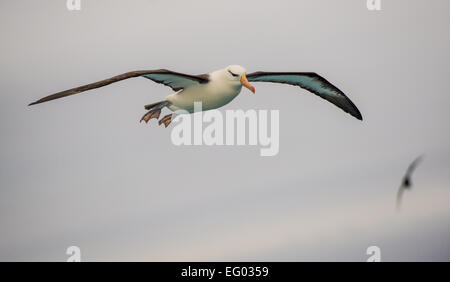 Nero brow albatross in volo, nel sud dell'Oceano Atlantico Foto Stock