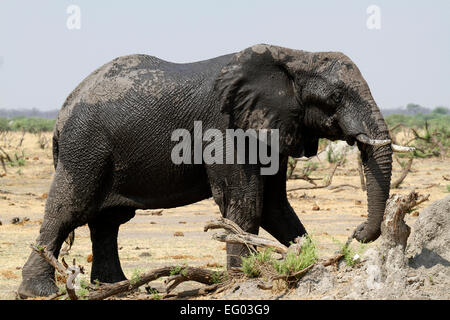 Molto grande africano Elefante bull polvere di balneazione con il suo tronco su Africa sono aperti pianure caldo secco condizioni aride questo lo mantiene fresco Foto Stock