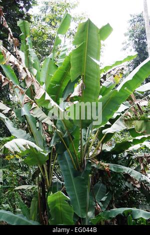 Pianta di banana Foto Stock