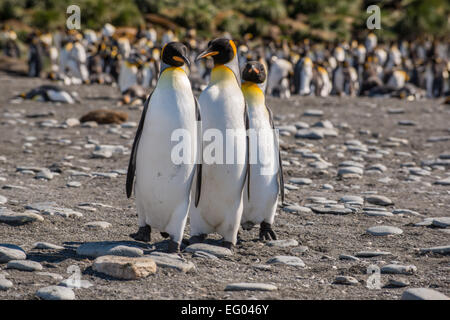 Re pinguini (Aptenodytes patagonicus) marciando nella fase a Gold Harbour, Georgia del Sud Antartide Foto Stock