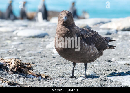 Skua marrone (Stercorarius antarcticus) al porto di oro, Georgia del Sud Antartide Foto Stock