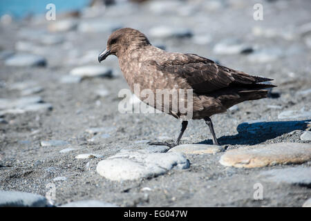 Skua marrone (Stercorarius antarcticus) al porto di oro, Georgia del Sud Antartide Foto Stock