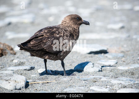 Skua marrone (Stercorarius antarcticus) al porto di oro, Georgia del Sud Antartide Foto Stock