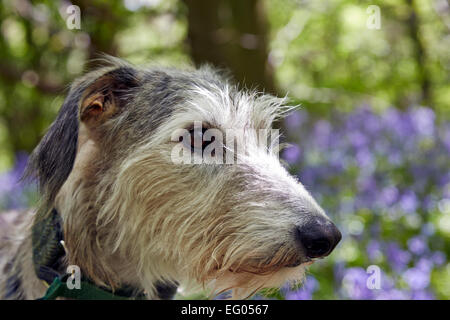 Grigio argento lurcher cane ritratto in bluebell boschi Foto Stock