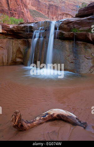 Una cascata nella sezione inferiore di Coyote Gulch in Glen Canyon National Recreation Area dello Utah. Stati Uniti d'America. molla. Foto Stock