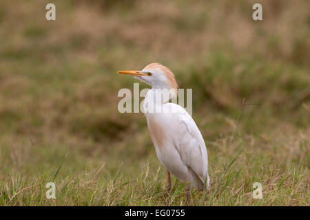 Airone guardabuoi o Buff-backed heron Bulbucus ibis Amboseli National Park in Kenya Foto Stock