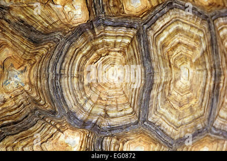 Carapace di tartaruga come sfondo o texture Foto Stock