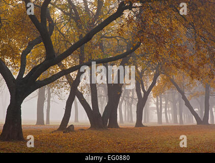 Beeds lago del Parco Statale di contea di Franklin, Iowa graziosamente le linee curve della caduta di alberi colorati nella nebbia Foto Stock