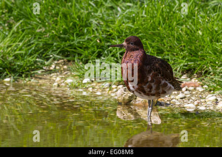 Ruff, Philomachus pugnax, in pieno piumaggio di allevamento. Foto Stock