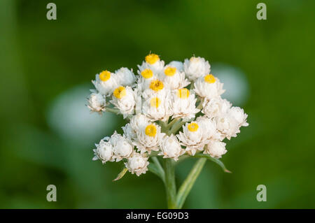 Perla, eterna Anaphalis margaritacea, Foto Stock