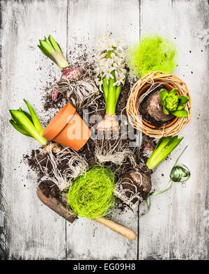 Lampadine e gemme di giacinto pala da giardino e vasi di fiori su withe grigio Sfondo di legno, molla giardinaggio Foto Stock