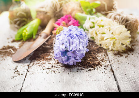 Bianco e giacinto blu con pala e massa sul giardino bianco tavola di legno, molla giardinaggio Foto Stock