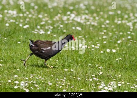 Moorhen in esecuzione su erba con margherite Foto Stock