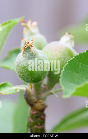 La nuova crescita mele formando su apple ramo di albero Foto Stock