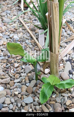 Banana ventose crescente vicino al banana mature tree Foto Stock