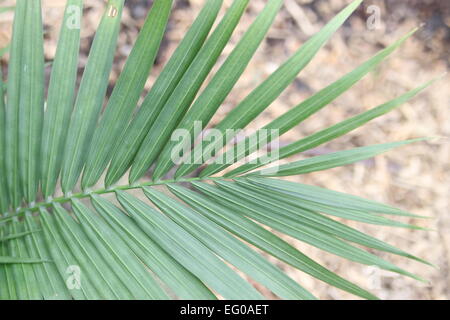 Ravenea rivularis, palm, maestoso, maestà, foglie Foto Stock