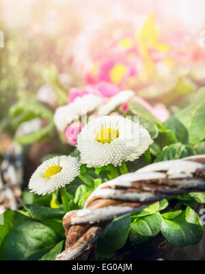 Daisy bianca fiori sul soleggiato giardino di primavera sullo sfondo Foto Stock