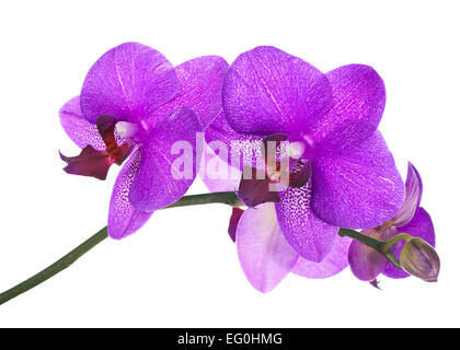 Blooming ramoscello di lilla orchidea isolati su sfondo bianco. Primo piano. Foto Stock