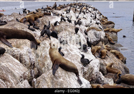 Stati Uniti, California, Monterey, leoni marini e uccelli Foto Stock