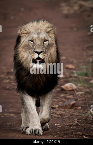 Sud Africa, Lion a piedi lungo la strada sterrata Foto Stock