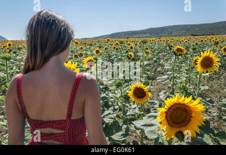 Vista posteriore di una donna in piedi in un campo di girasole Foto Stock