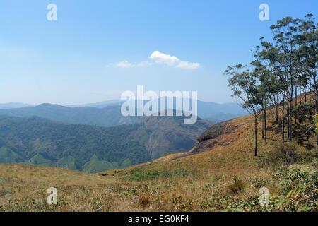 Il Eravikulam National Park, Munnar Kerala, India Foto Stock