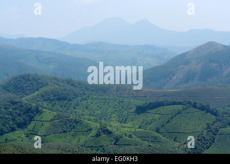 Il Eravikulam National Park, Munnar Kerala, India Foto Stock