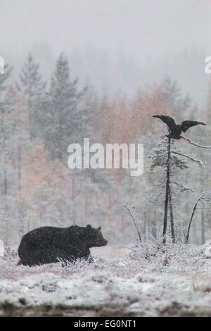 Orso bruno Ursus arctos passeggiate nel bosco in tempesta di neve e un corvo volare al di sopra con le betulle in giallo i colori autunnali Foto Stock