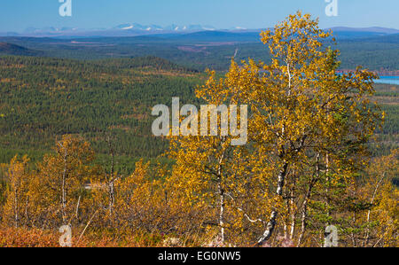 Vista dal Monte Dundret oltre svedese zona di montagna di Kiruna nella stagione autunnale nel mese di settembre e la betulla in giallo atumn colori in f Foto Stock