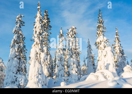 Bellissimo paesaggio invernale con abbondanza di neve e neve sugli alberi, Gällivare Svezia Foto Stock