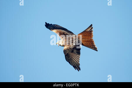 Aquilone rosso, Milvus milvus, singolo uccello in volo, Dumfries Scozia, Gennaio 2015. Foto Stock