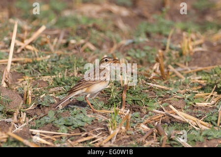 Paddyfield Pipit - Anthus rufulus Foto Stock