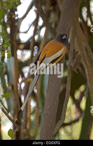 Rufous Treepie - Dendrocitta vagabunda Foto Stock