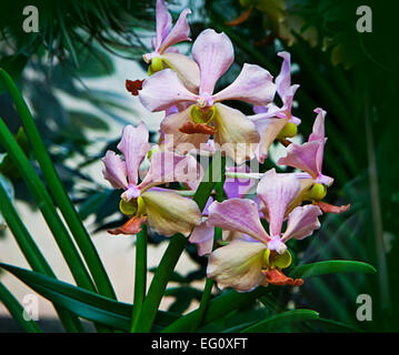 Tropicali colorati Cattleya orchid fiori sulla pianta in ambiente naturale Foto Stock