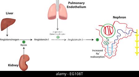 Sistema renina angiotensina Aldosterone System Illustrazione Vettoriale