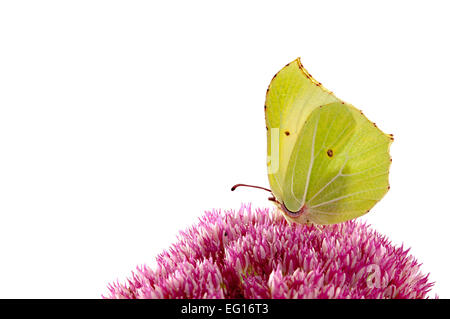 Brimstone butterfly Gonepteryx rhamni sulla pianta di sedum Foto Stock