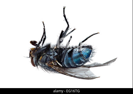 La messa a fuoco immagine sovrapposta di mosca morta sulla sua schiena bluebottle Calliphora vomitoria tutti di insetto è messa a fuoco Foto Stock