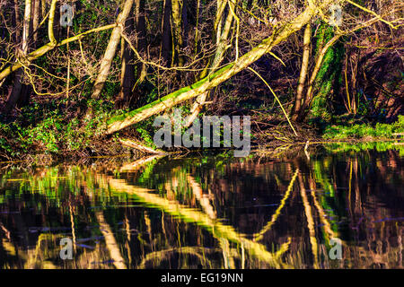 Suggestivi paesaggi a Himley Hall & Park a Dudley, West Midlands - Il Black Country Foto Stock