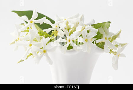 Star Jasmine Trachelospermum jasminoides fiori in un vaso bianco su sfondo bianco Foto Stock