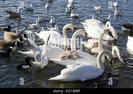 Cigni genere Cygnus in Hyde Park Londra Foto Stock