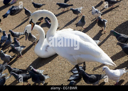 Cigni genere Cygnus in Hyde Park Londra Foto Stock