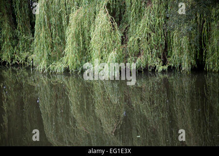 Salici dal lato della follia Parco Lago, Faringdon, Oxfordshire, Inghilterra Foto Stock