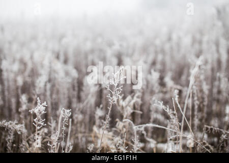 Erba ricoperta di brina su un nebbioso giorno di inverno Foto Stock