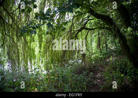 Salice piangente a fianco di uno stagno, con rami che pendono in acqua Foto Stock