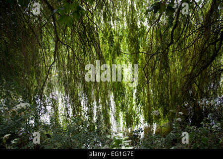 Salice piangente a fianco di uno stagno, con rami che pendono in acqua Foto Stock