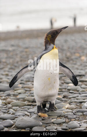 Re Moulting pinguini (Aptenodytes patagonicus) su Salisbury Plain, la baia delle isole sulla costa nord della Georgia del Sud Foto Stock