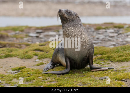 Giovani antartico pelliccia sigillo (Arctocephalus gazella), noto anche come sud della pelliccia sigillo su Salisbury Plain, la baia delle isole a nord Foto Stock